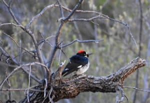 Acorn Woodpecker in Big Bend National Park