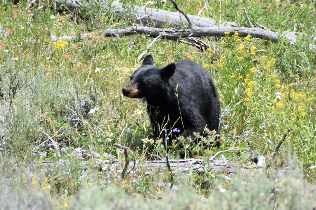 Black Bear Cub in Yellowstone