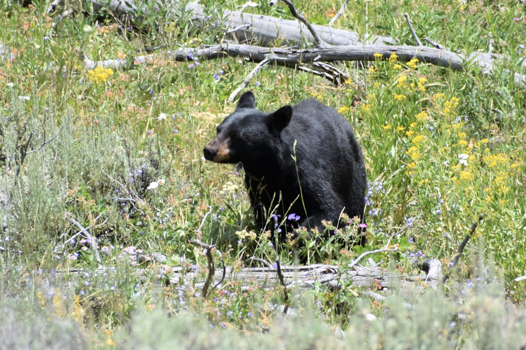 Black Bear Cub in Yellowstone - Beartooth Anthony