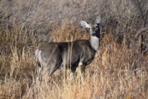 Whitetailed Deer in Big Bend National Park Doe