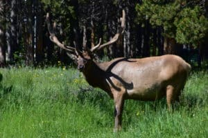 Elk in Yellowstone National Park