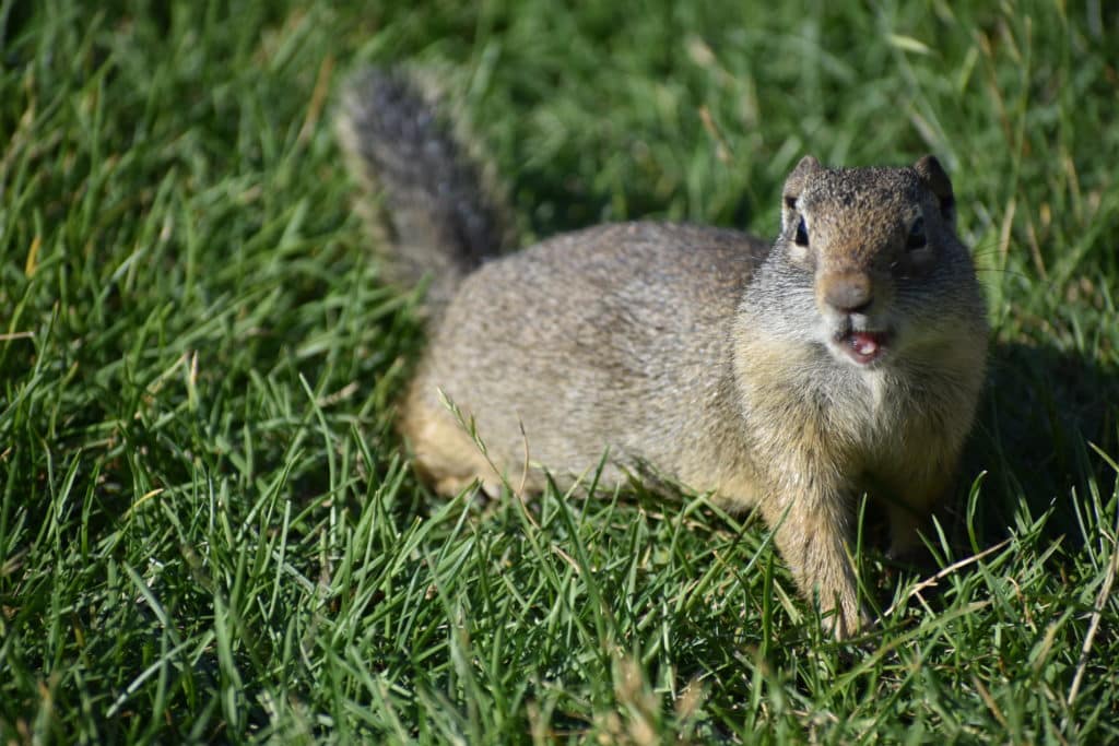 Ground Squirrel in Yellowstone National Park