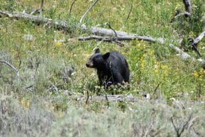 Black Bear in Yellowstone National Park