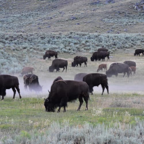 Bison Herd in Yellowstone National Park