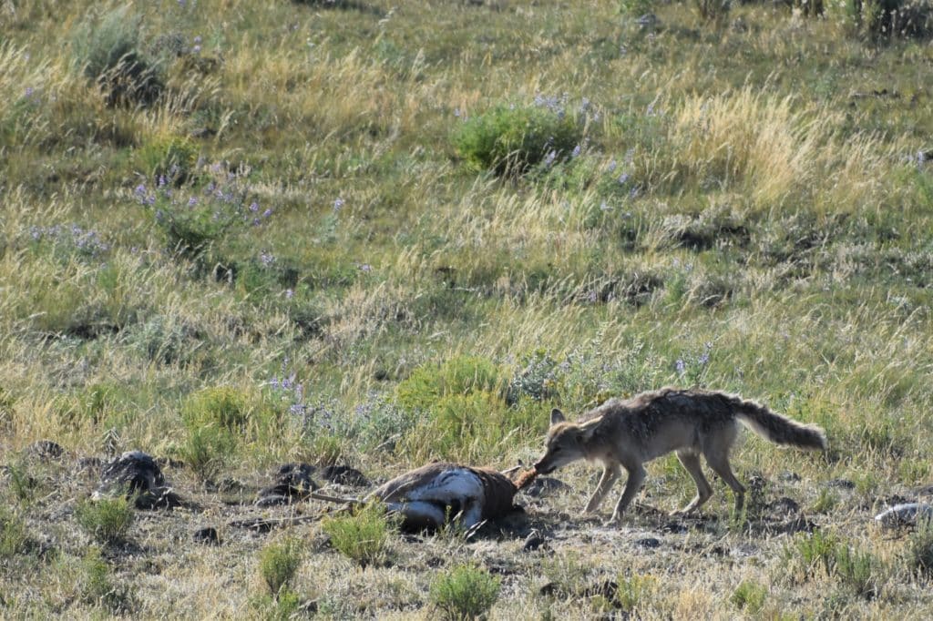 Coyote Eating a Pronghorn Antelope in Yellowstone National Park