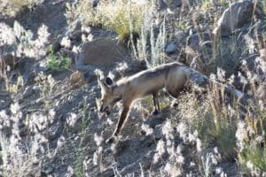 Fox in Yellowstone National Park