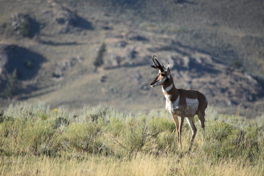Pronghorn Antelope in Yellowstone National Park