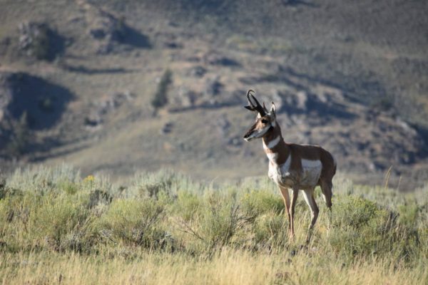 Nature Photography - How to Take Better Pictures of Animals - Beartooth ...