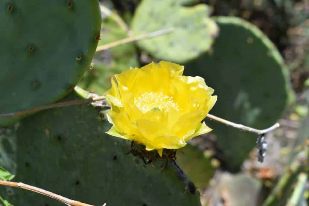 Yellow Cactus Flower Spicewood Canyon Trail 