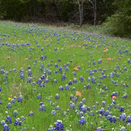 Texas Bluebonnets Wildflowers at a Texas State Park