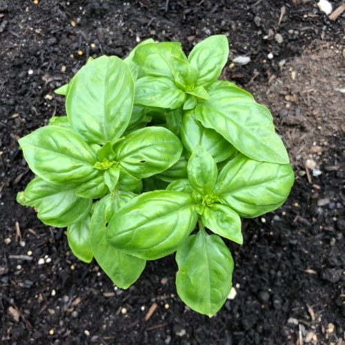 Basil Plant Growing in a Community Garden